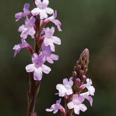 Flores de Bach preocupación por el bienestar de los demás - Vervain