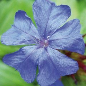 Flores de Bach para la incertidumbre - Cerato