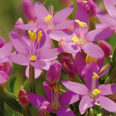 Flores de Bach para la hipersensibilidad a influencia e ideas - Centaury
