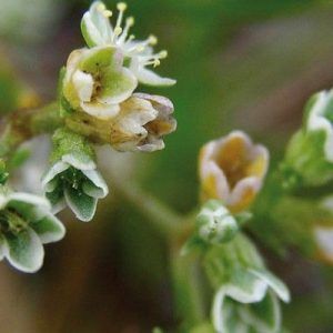Flores de Bach para la incertidumbre - Scleranthus