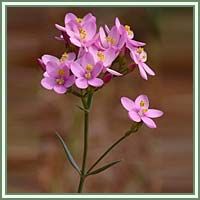 Centaury