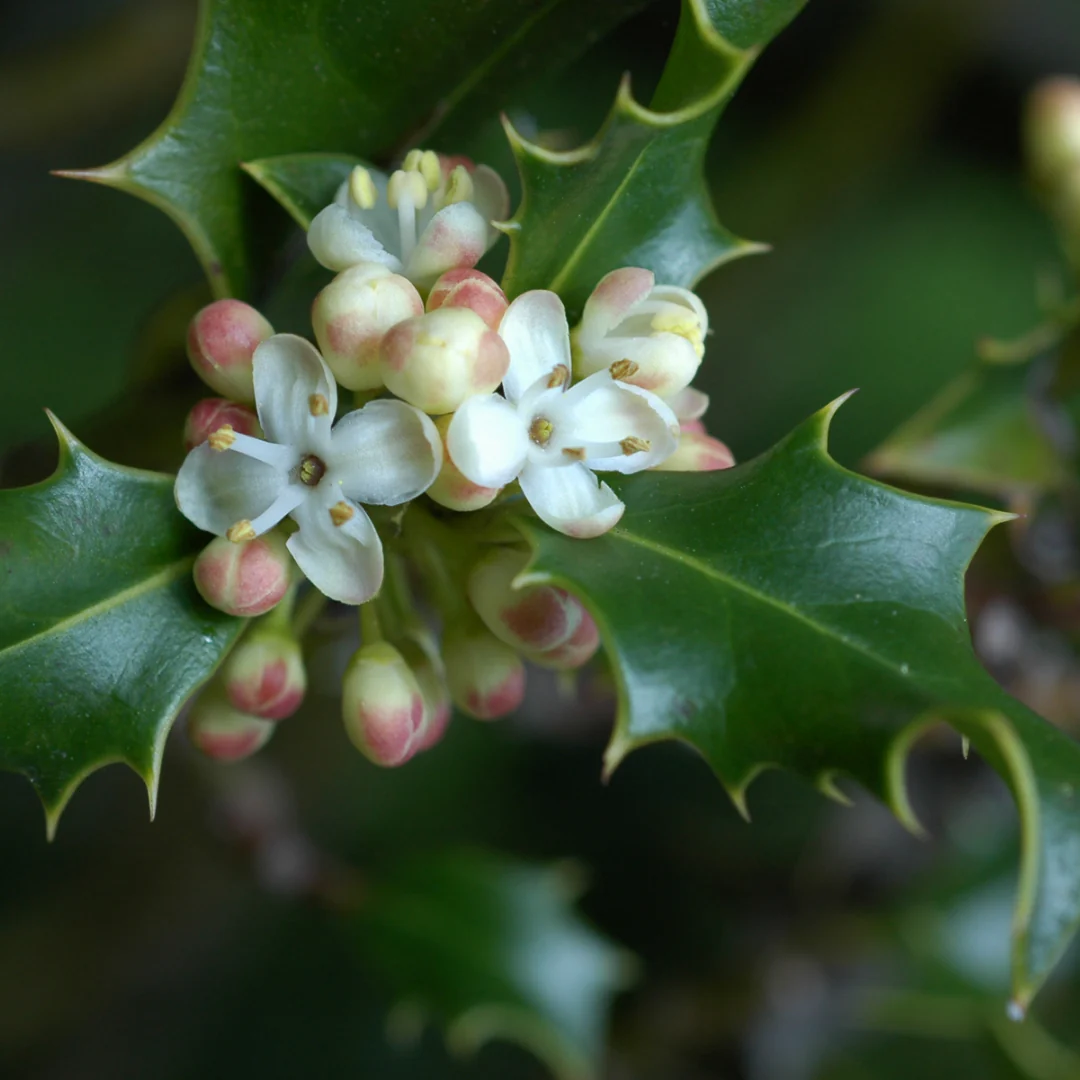 Holly-Acebo