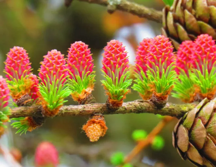 Larch