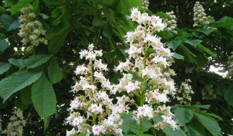 White Chestnut