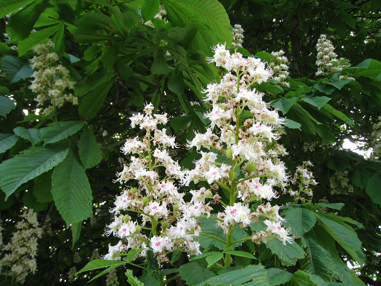 White Chestnut