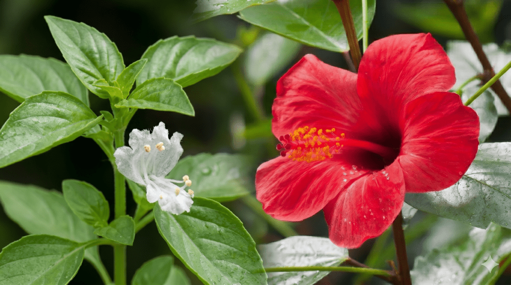 Basil e Hibiscus