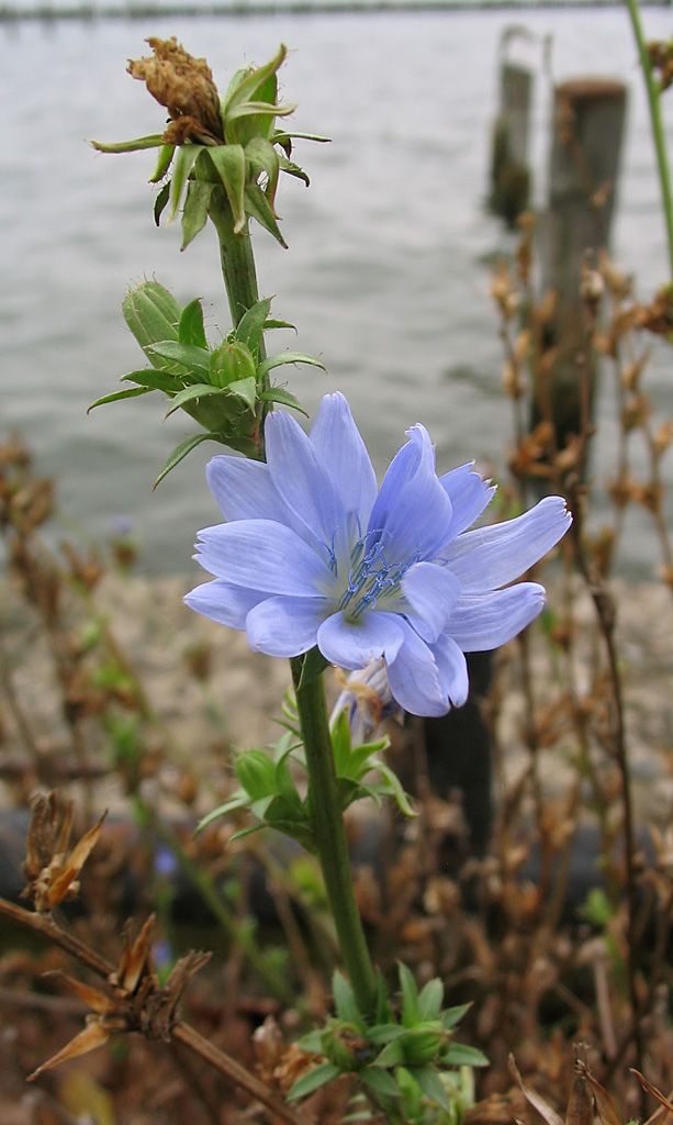 Especial Chicory: la demanda es una herida de valor